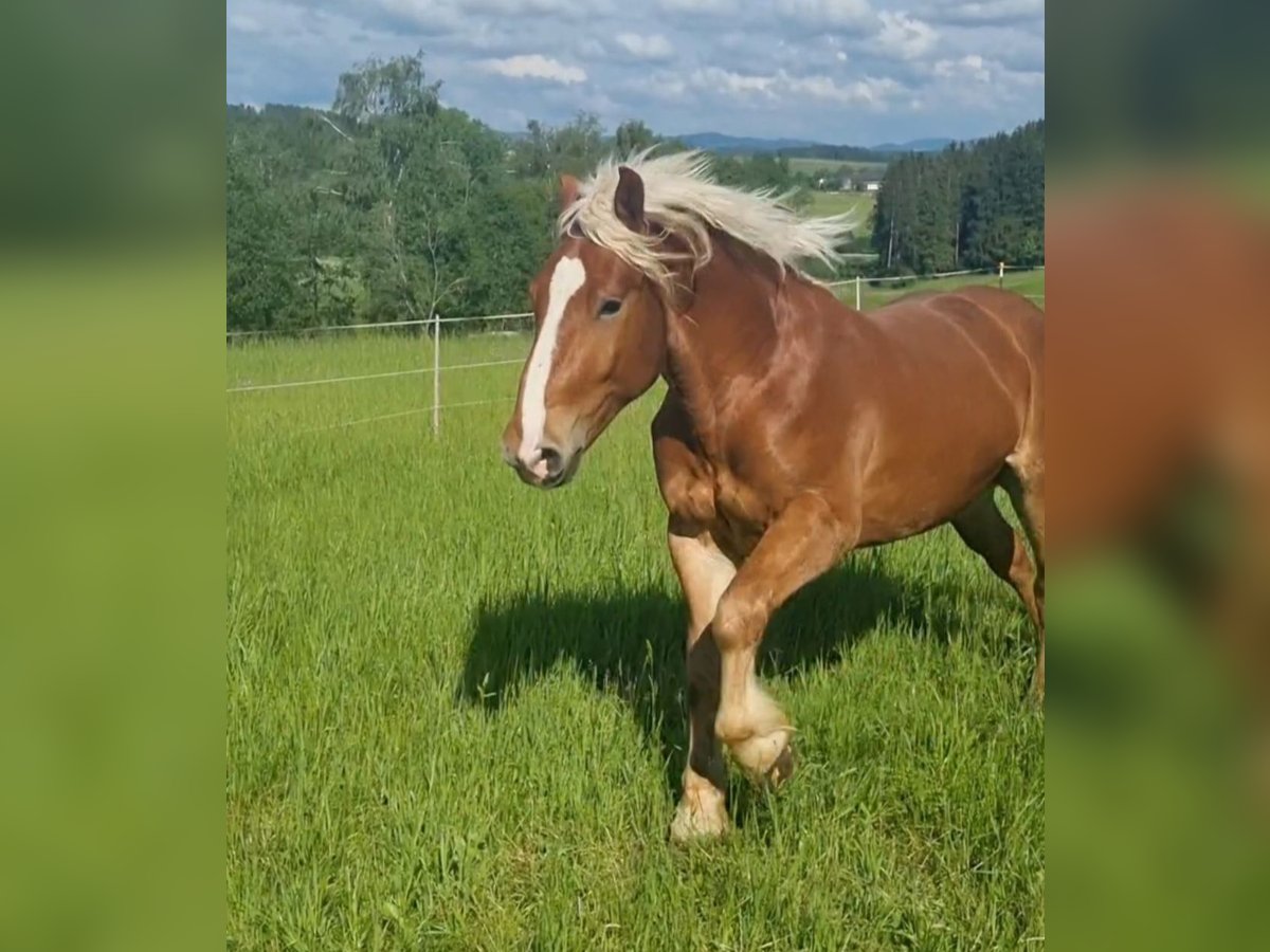 Noriker Gelding 4 years 16 hh Chestnut-Red in Freistadt