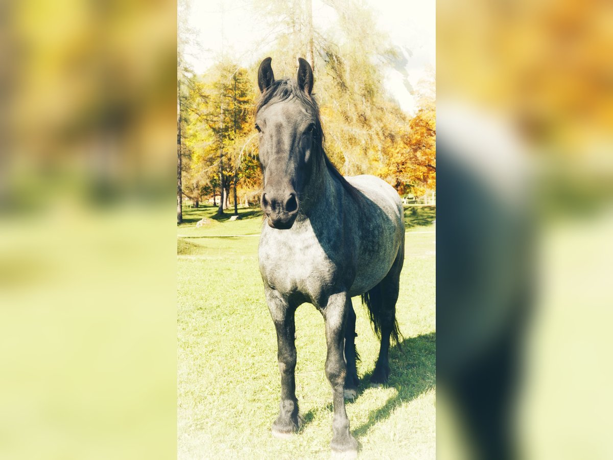 Noriker Mix Gelding 4 years 16 hh Grey-Dark-Tan in Ramsau am Dachstein