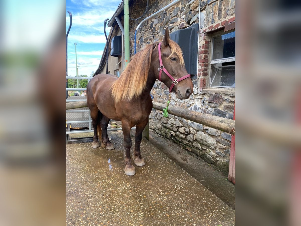 Noriker Mix Gelding 5 years 15,1 hh Chestnut in Simmerath