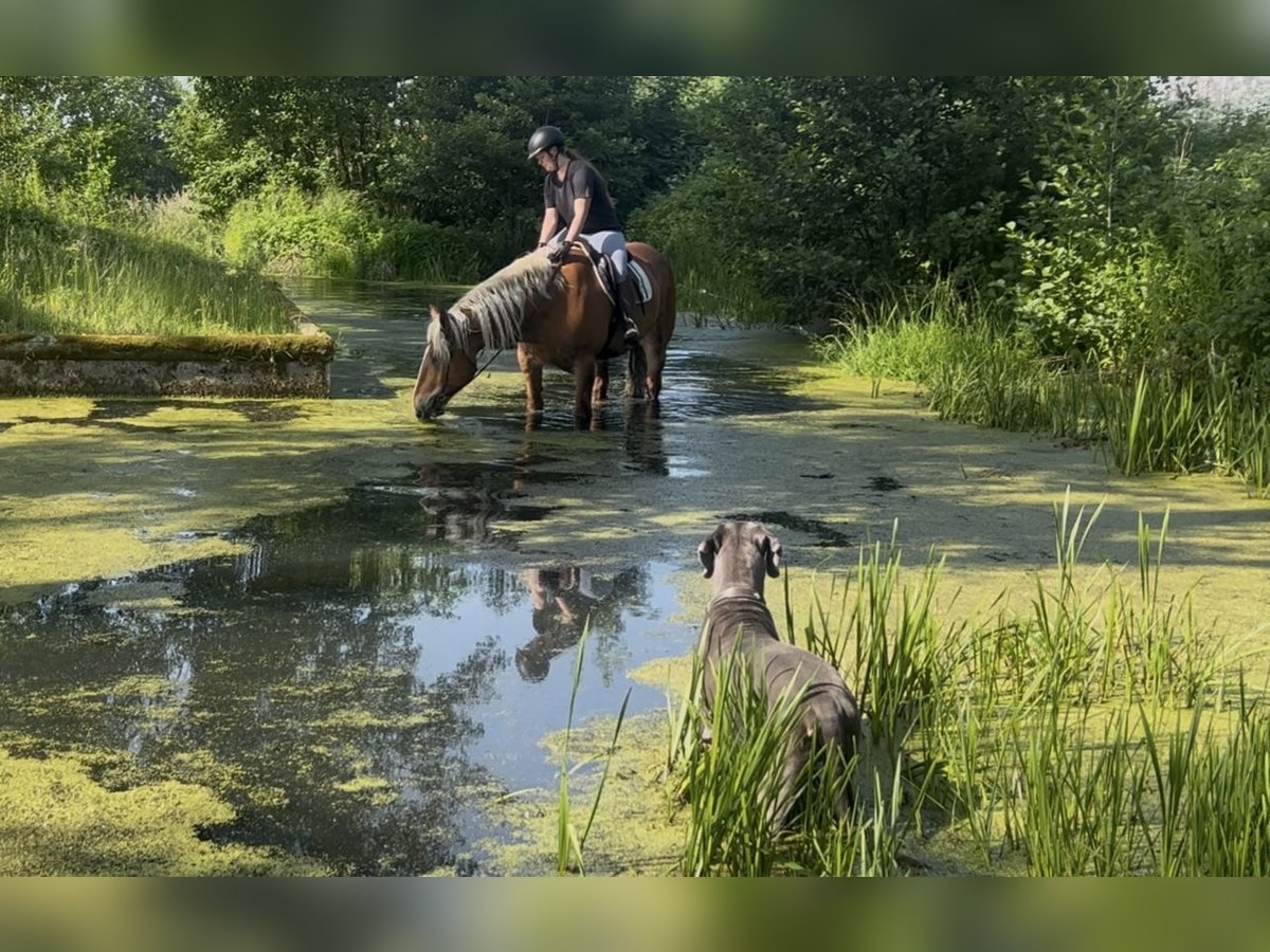 Noriker Gelding 5 years 16 hh Chestnut-Red in Pelmberg