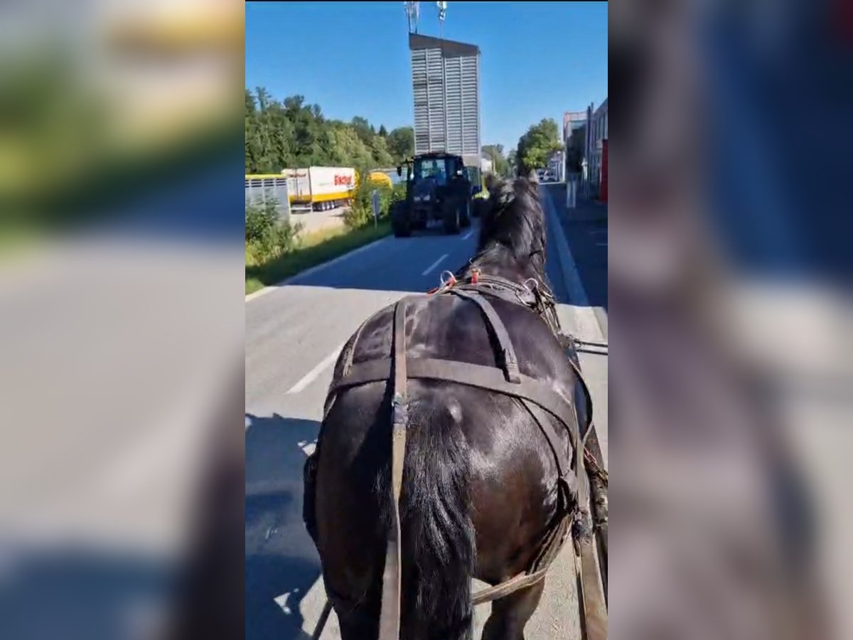 Noriker Gelding 5 years 16,3 hh Black in Obertilliach