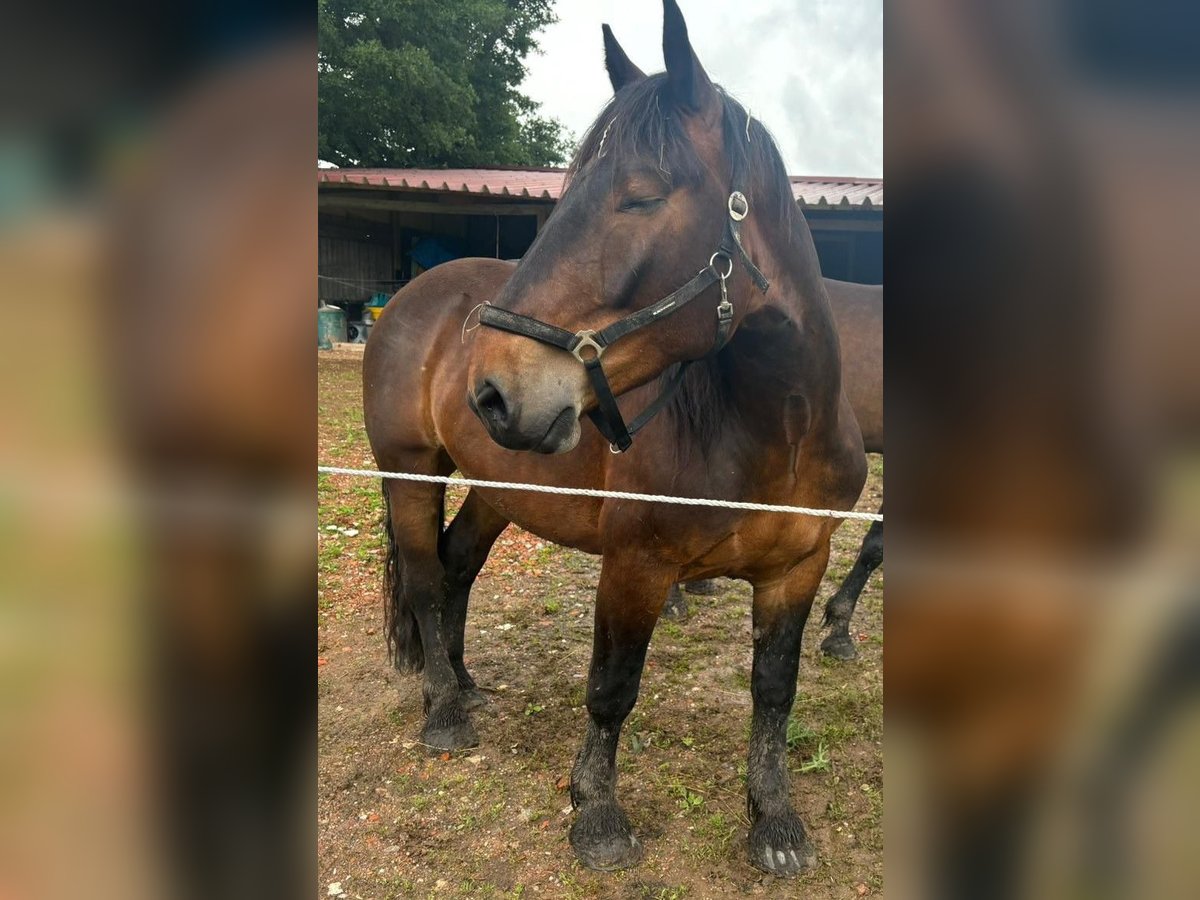 Noriker Gelding 5 years 17 hh Bay-Dark in Markt Indersdorf