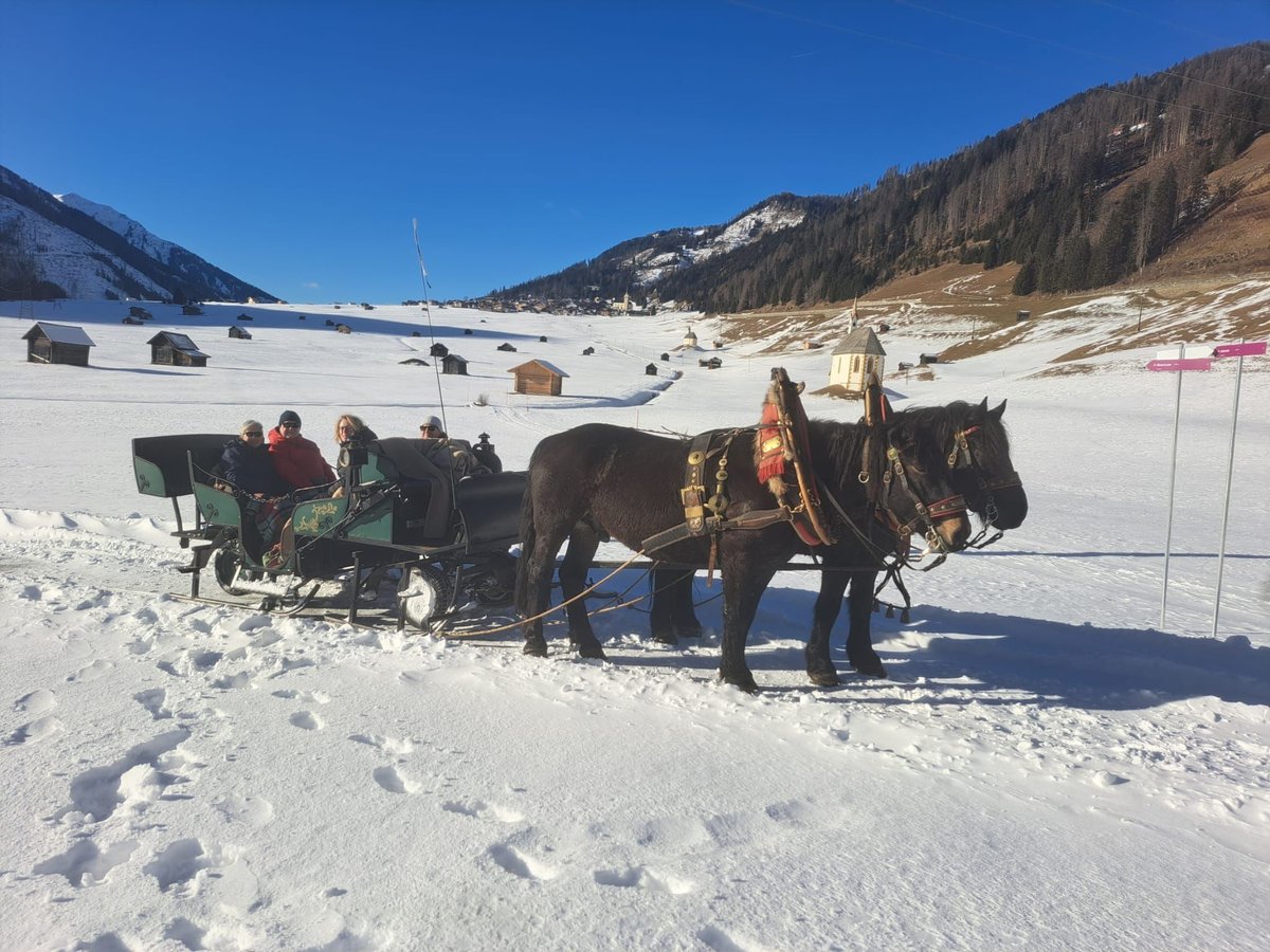 Noriker Gelding 5 years in Obertilliach