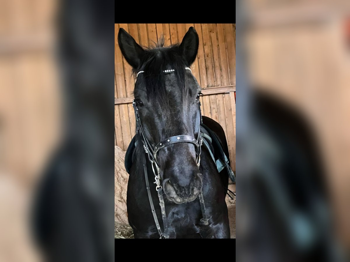 Noriker Gelding 6 years 16,1 hh Black in Schönberg