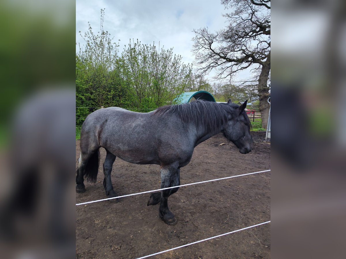 Noriker Gelding 6 years 16,1 hh Gray-Blue-Tan in Wedel