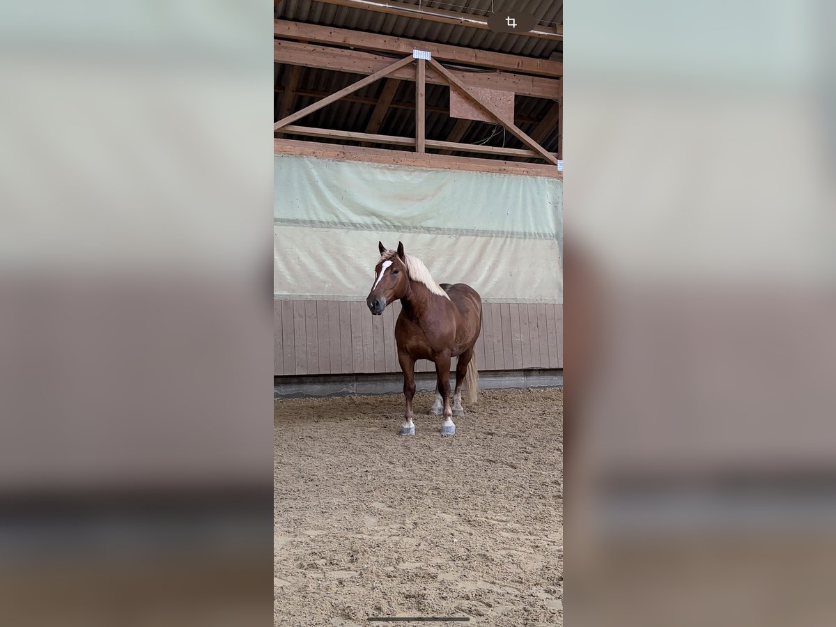 Noriker Gelding 7 years 16,3 hh Chestnut-Red in Eberhardzell