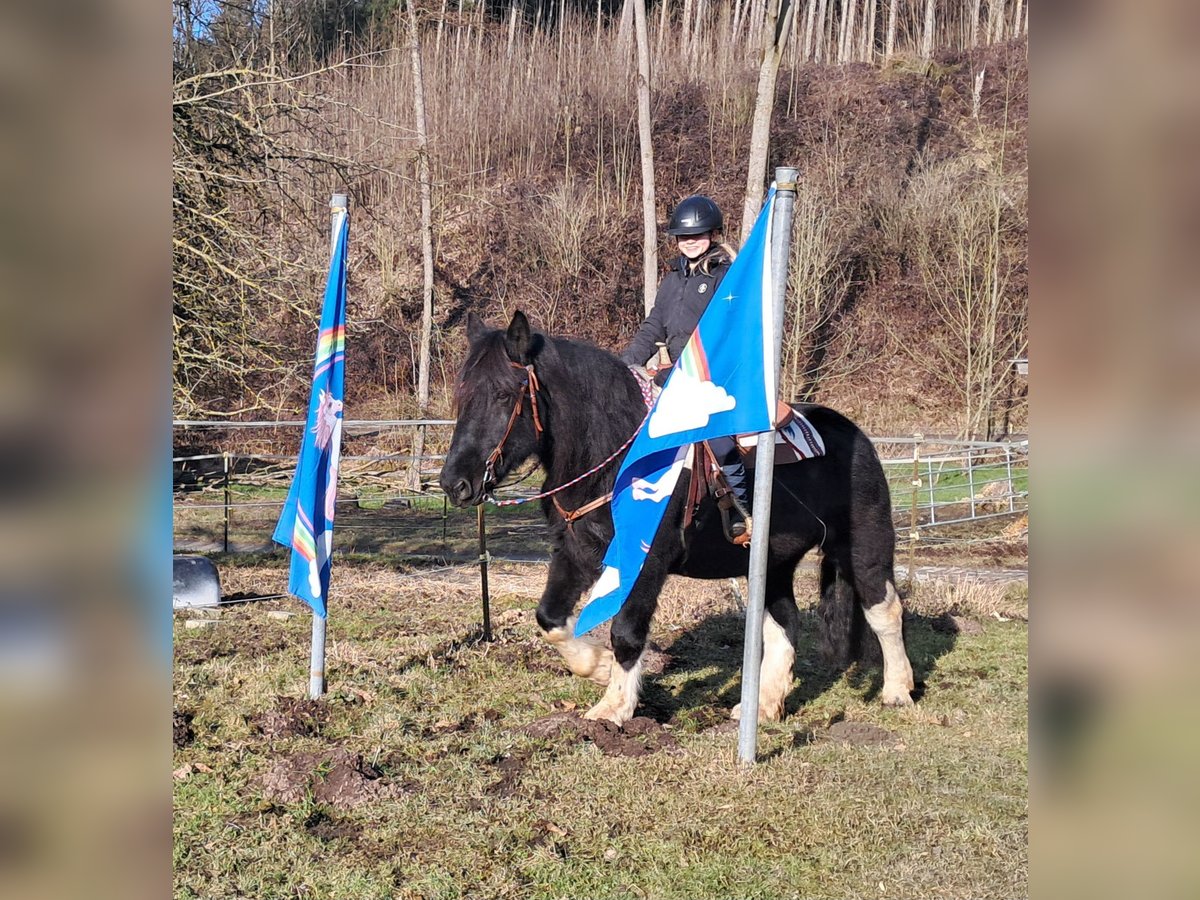 Noriker Gelding 8 years 15,1 hh Pinto in Bayerbach