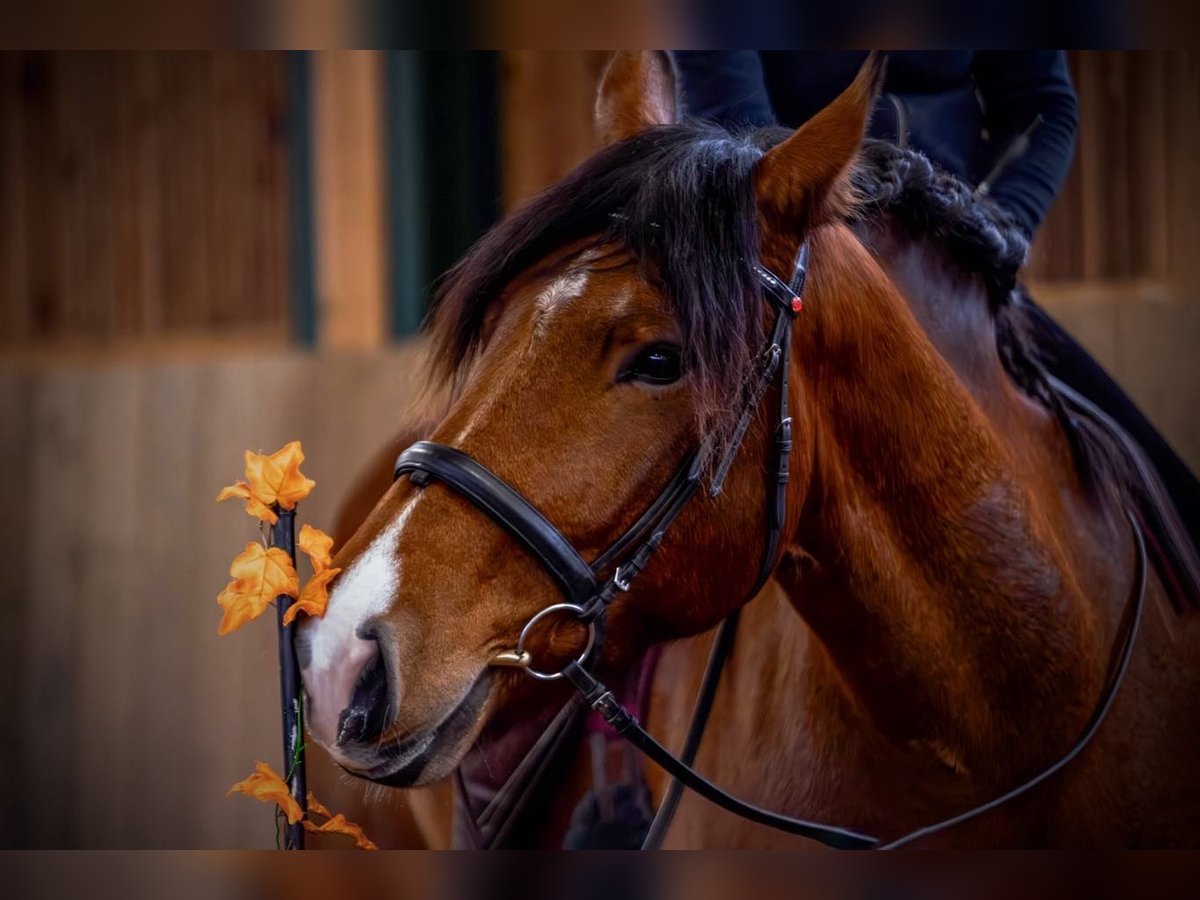 Noriker Gelding 8 years 16 hh Brown in Ebersdorf