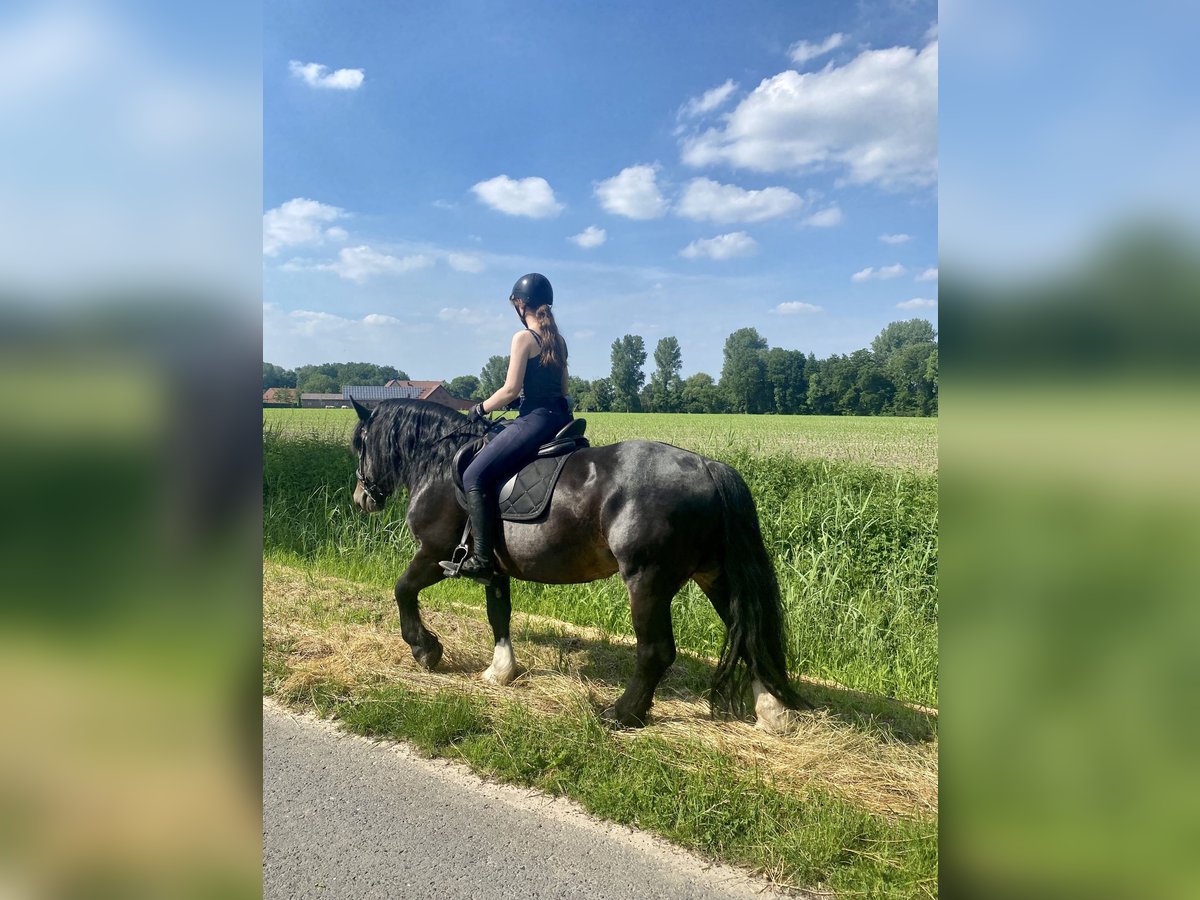 Noriker Hengst 12 Jaar 159 cm Donkerbruin in Nottuln