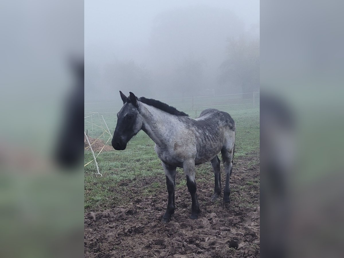 Noriker Hengst 1 Jaar 120 cm Blauwschimmel in Michelstadt