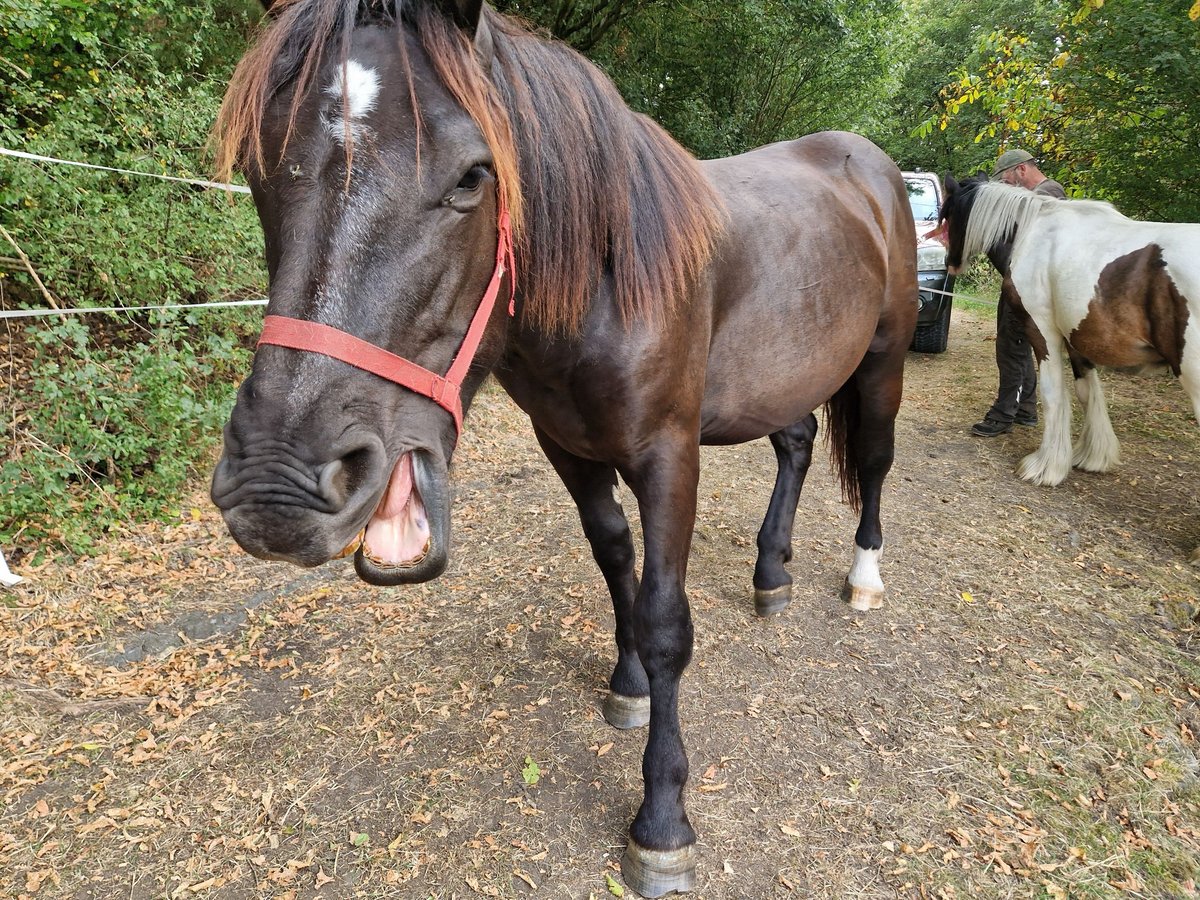 Noriker Hengst 1 Jaar 160 cm Zwart in Schl&#xFC;chtern