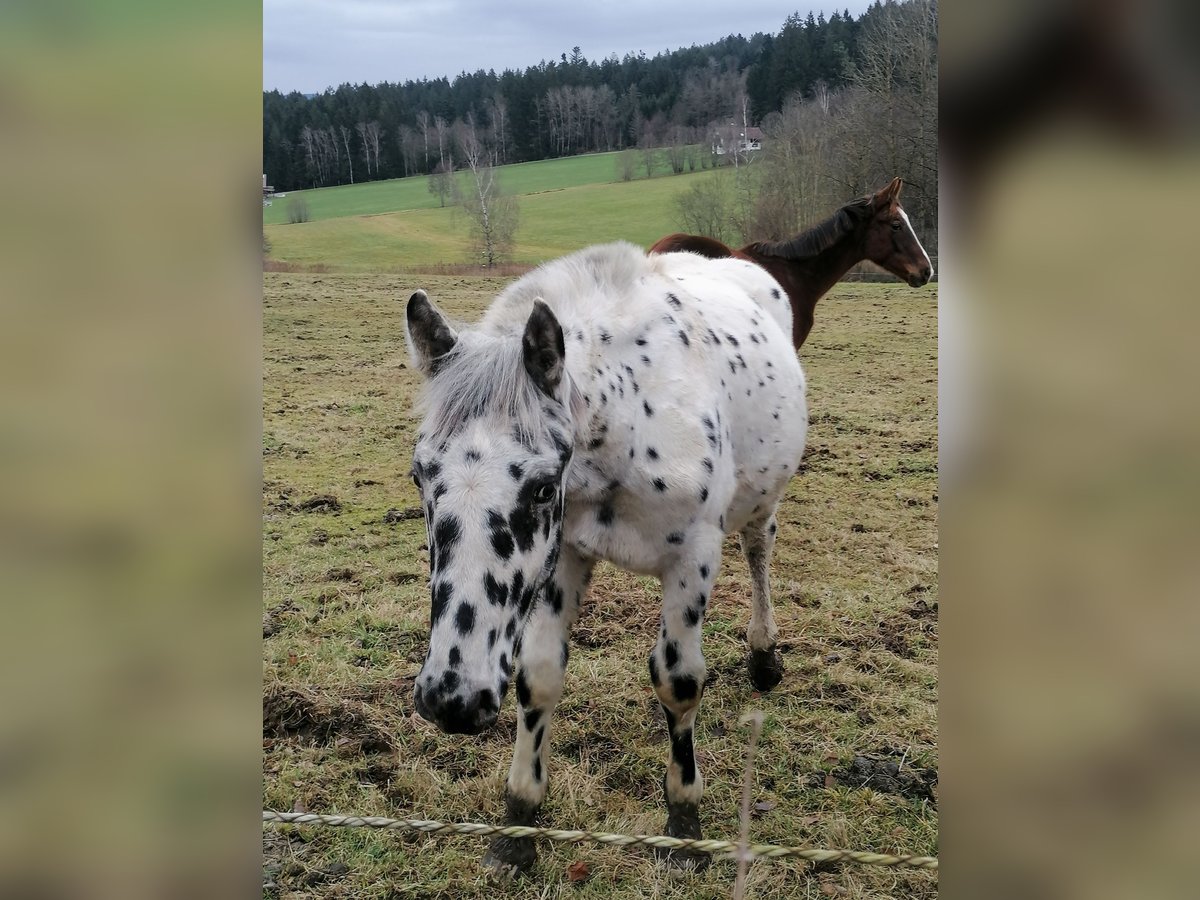 Noriker Hengst 1 Jaar in Regen