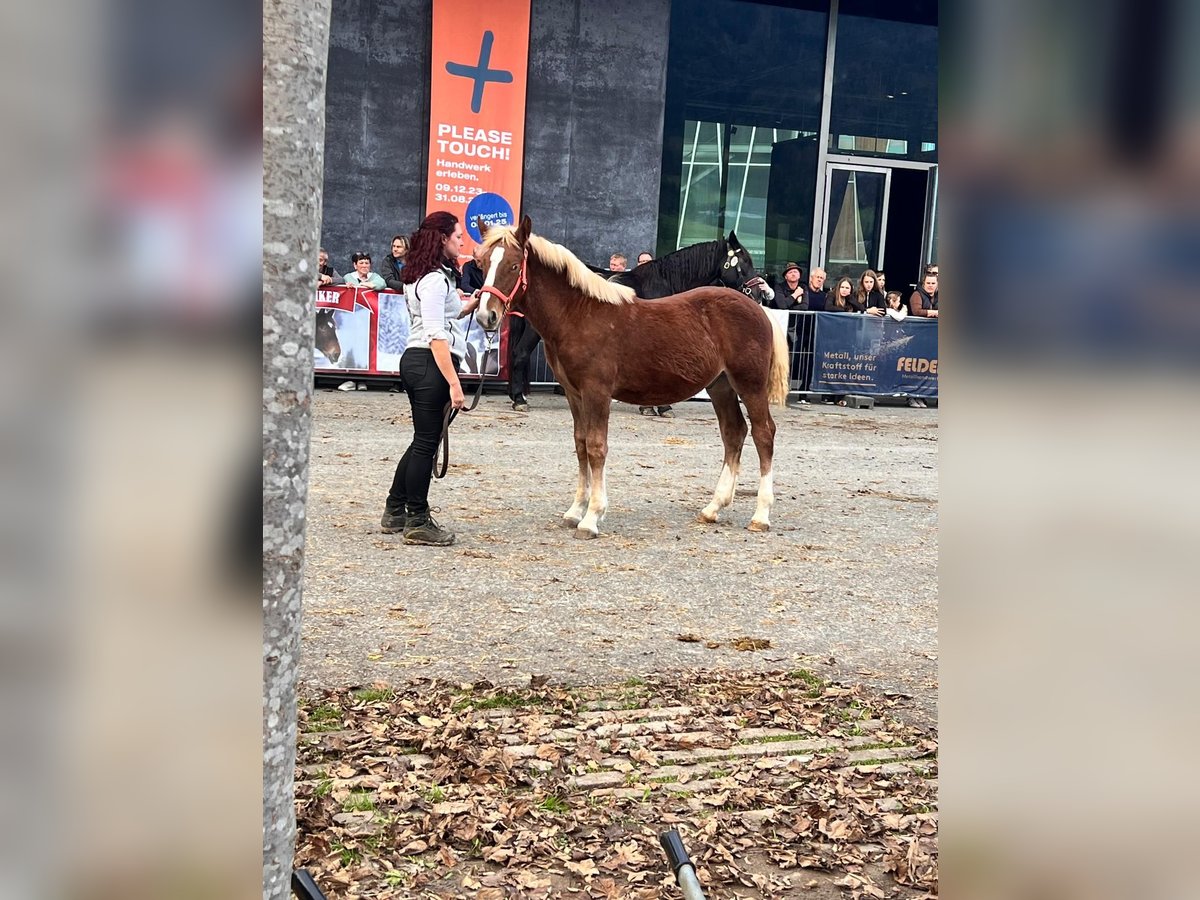 Noriker Hengst 1 Jaar Vos in Feldkirch