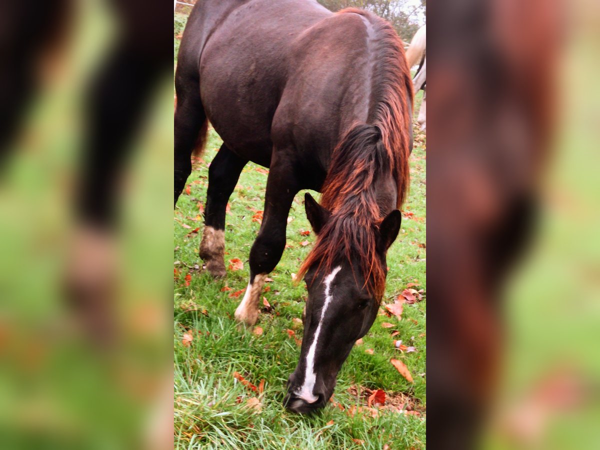 Noriker Hengst 1 Jahr 150 cm Brauner in Dortmund