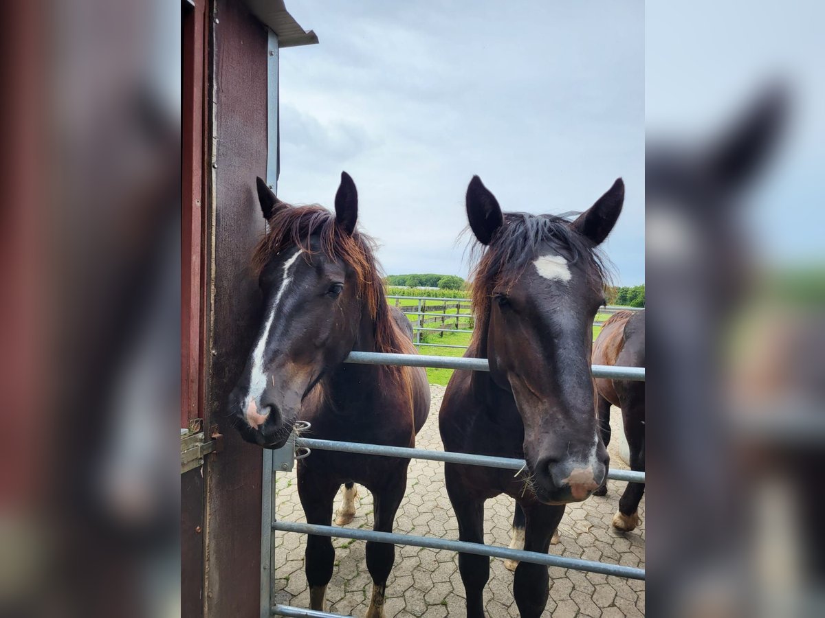 Noriker Hengst 1 Jahr 163 cm Rappe in Meckenheim