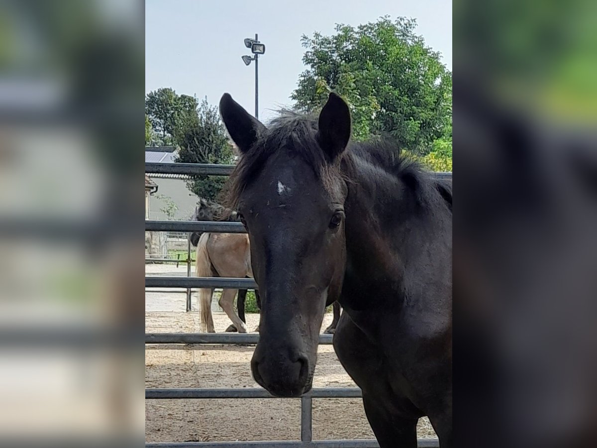 Noriker Hengst 1 Jahr Rappe in Gerhardshofen