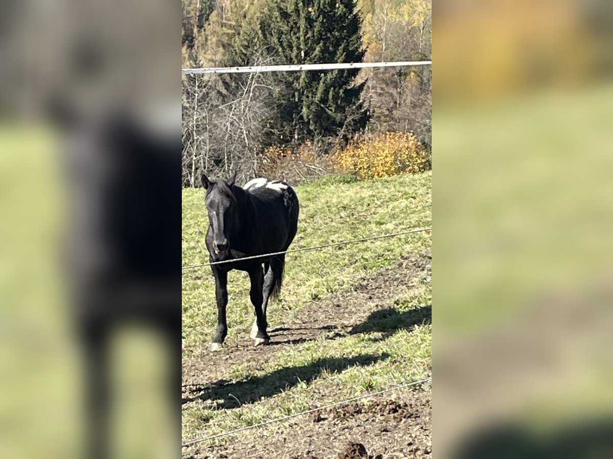 Noriker Hengst 2 Jaar Appaloosa in Kammersberg