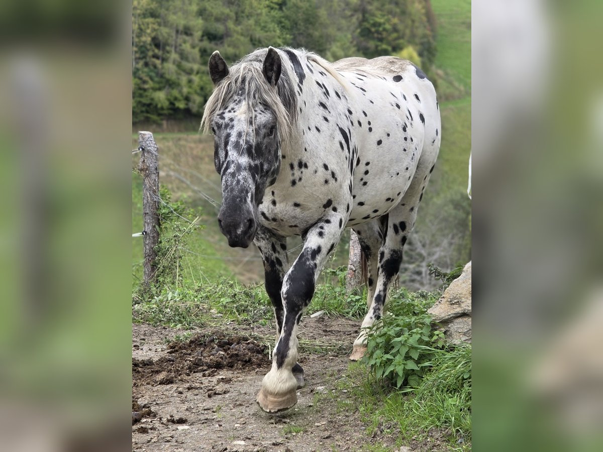 Noriker Hengst 2 Jahre 164 cm Tigerschecke in Krakaudorf