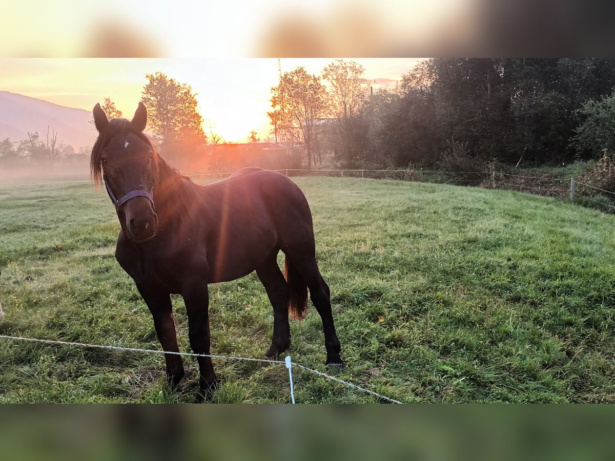 Noriker Hengst 3 Jaar 160 cm Zwart in Mittersill