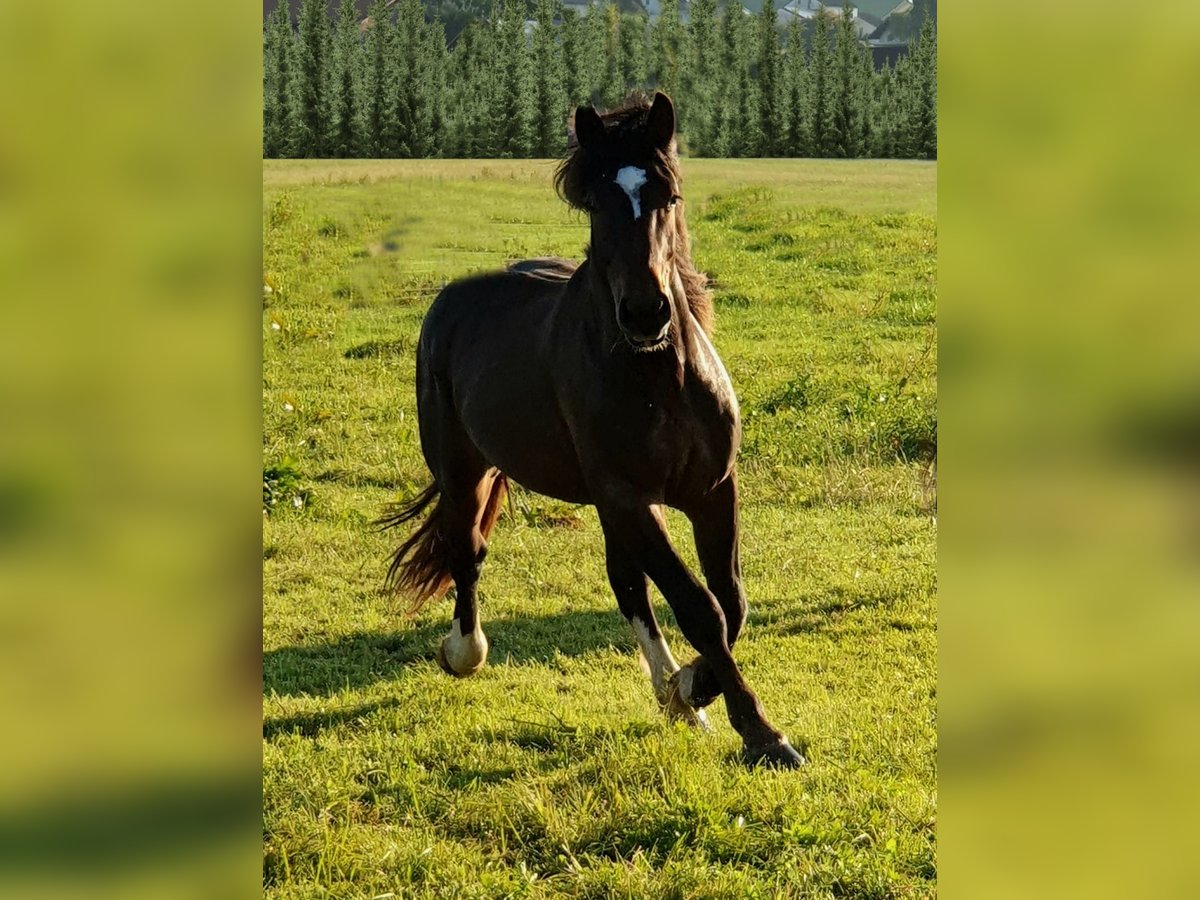 Noriker Hengst 3 Jaar 170 cm Zwartbruin in Cham