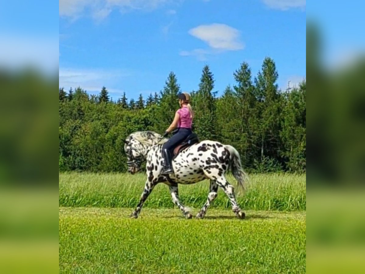 Noriker Hengst 5 Jaar 162 cm Appaloosa in Wiesen