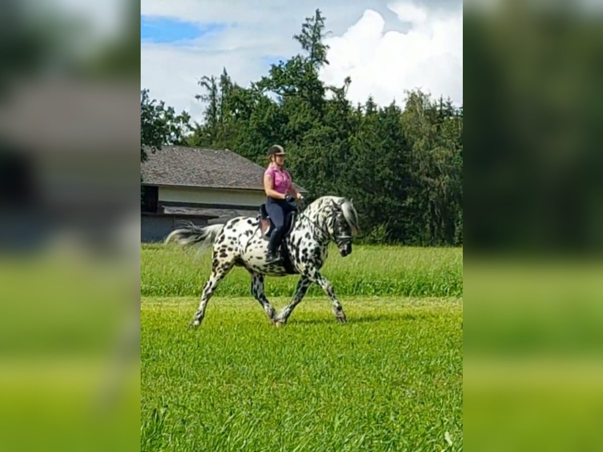 Noriker Hengst 5 Jahre 163 cm Tigerschecke in Wiesen