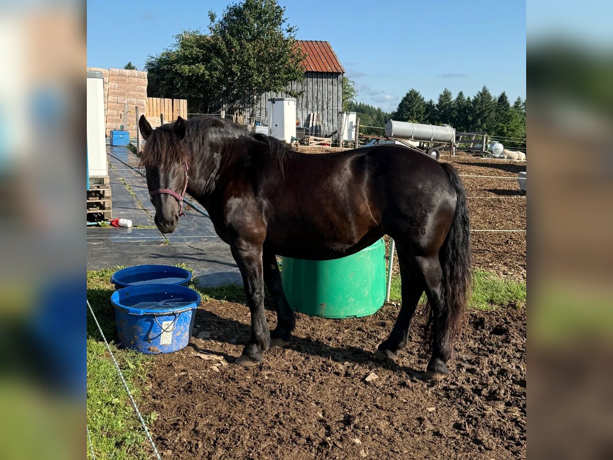 Noriker Hengst 6 Jahre 162 cm Rappe in Daleiden
