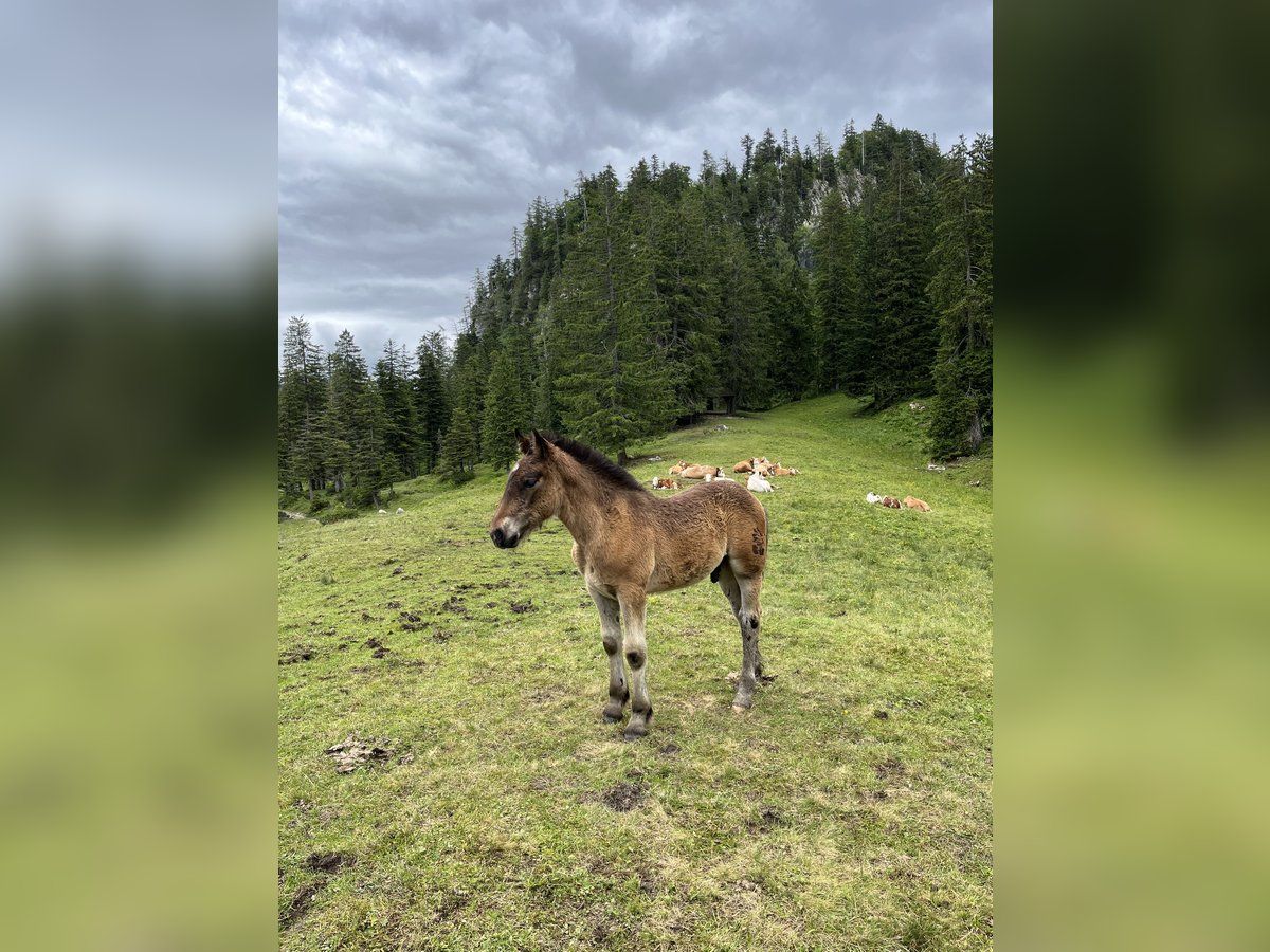 Noriker Hengst Fohlen (03/2024) 165 cm Brauner in Bad Goisern