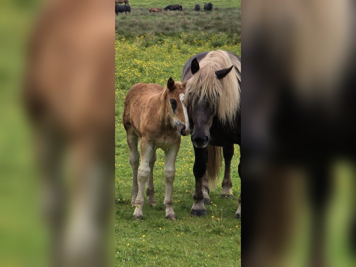 Noriker Hengst  Dunkelfuchs in St Leonhard