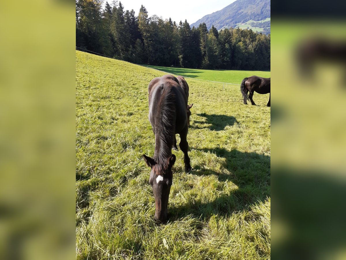 Noriker Hengst Fohlen (03/2024) Rappe in Oberwang