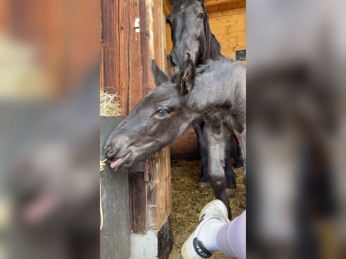 Noriker Hengst Fohlen (04/2024) Rappe in Schwarzach