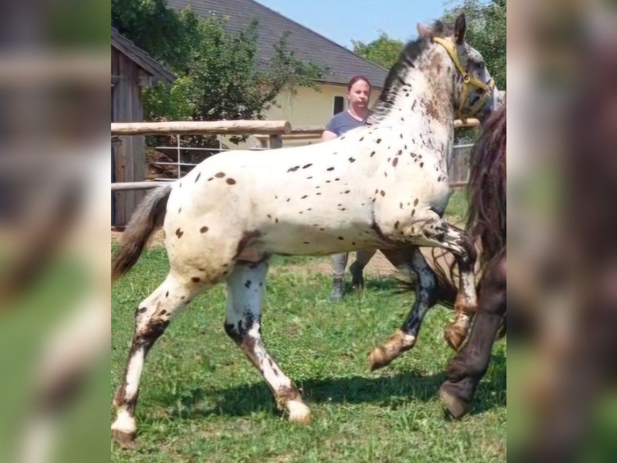 Noriker Hengst Veulen (03/2025) 120 cm Appaloosa in Stadl-Ufer