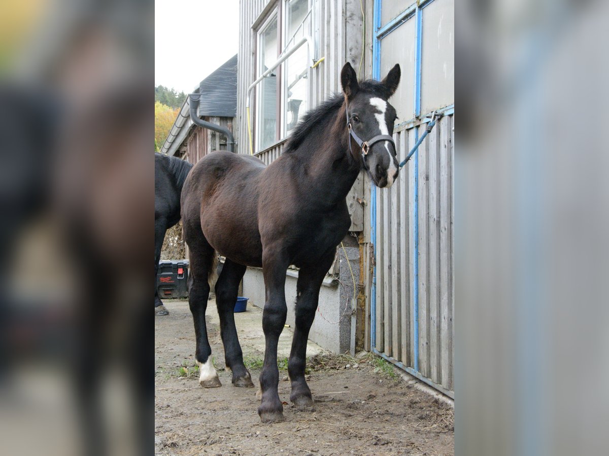 Noriker Hengst Veulen (05/2025) 162 cm Zwart in Schwarzenberg