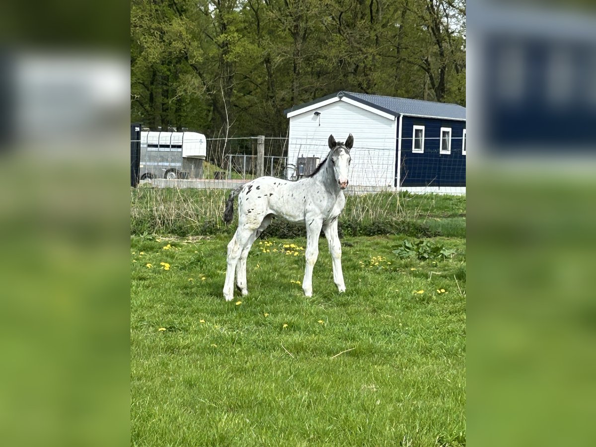 Noriker Hengst Veulen (04/2025) Appaloosa in Kappel