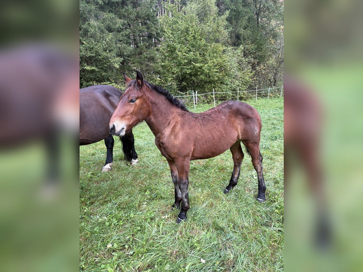 Noriker Hengst Veulen (05/2025) Donkerbruin in Rangersdorf