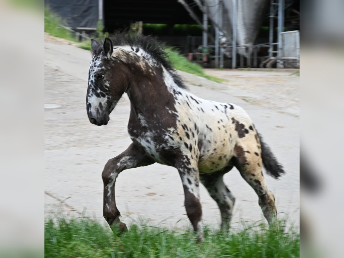 Noriker Hengst Veulen (03/2025) in Klettgau