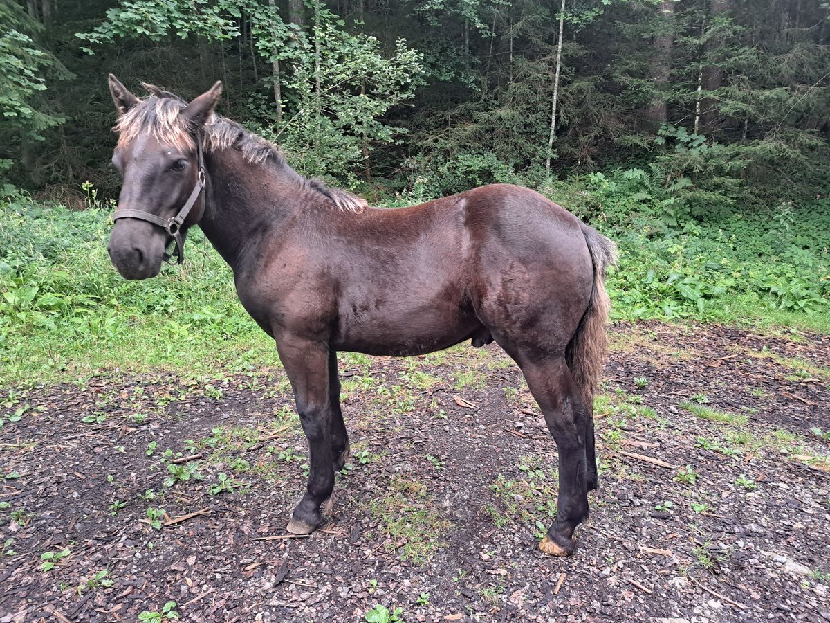 Noriker Hengst veulen (02/2024) Zwart in dornbirn