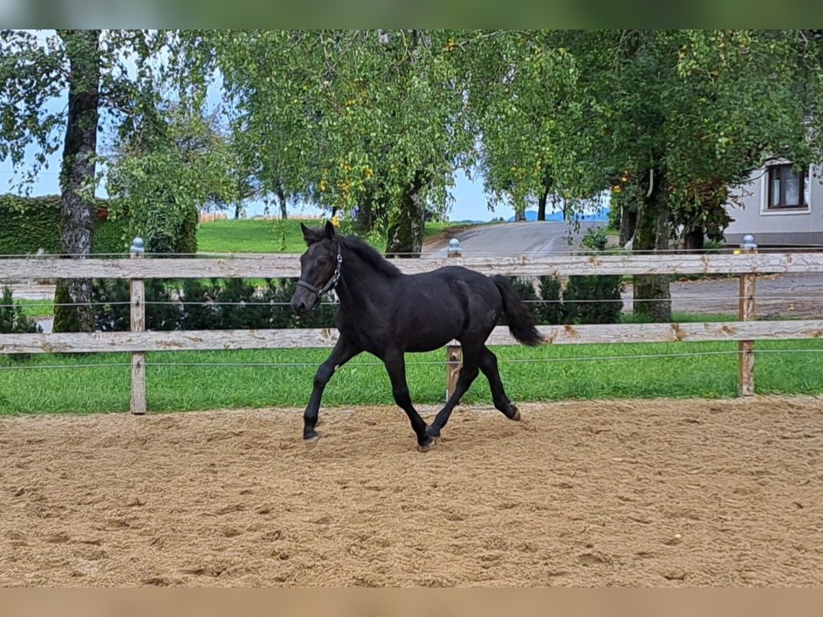 Noriker Hengst veulen (05/2024) Zwart in Pettenbach