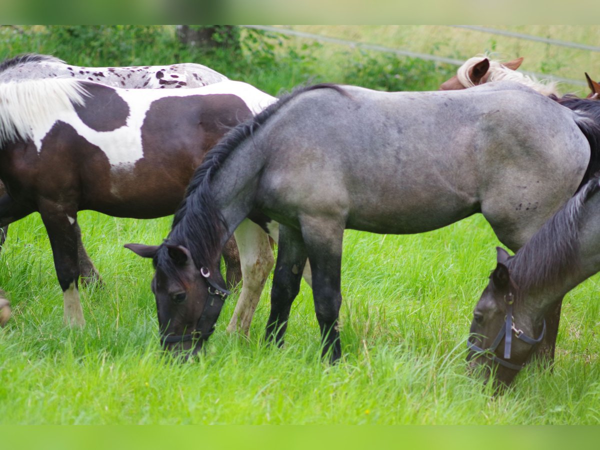 Noriker Hingst 1 år 166 cm in Küßnach