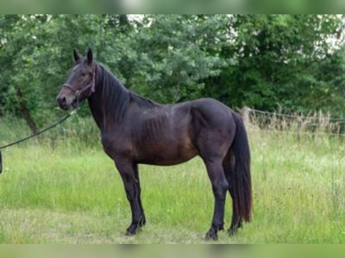 Noriker Hingst 2 år 158 cm Mörkbrun in Kraiburg am Inn