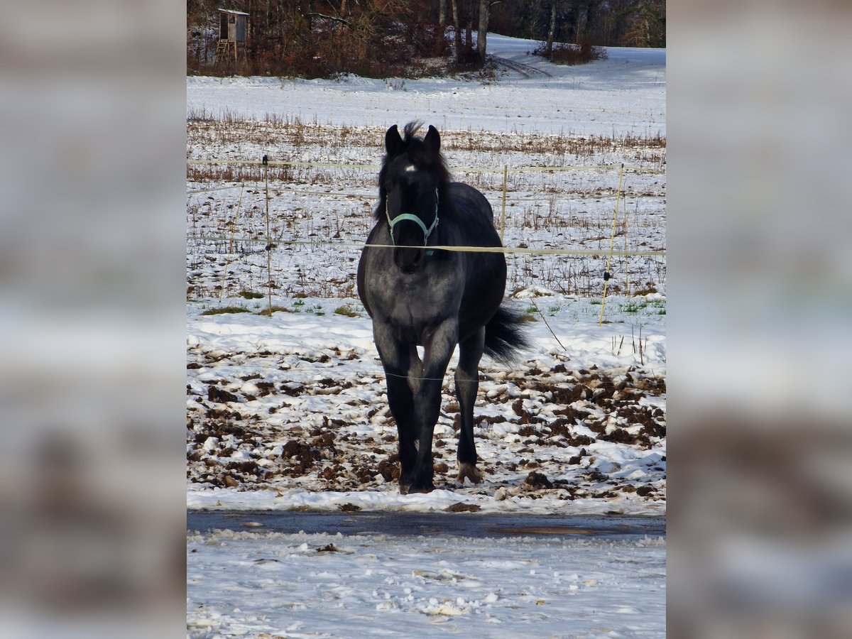 Noriker Hongre 2 Ans 150 cm Rouan bleu in Albstadt