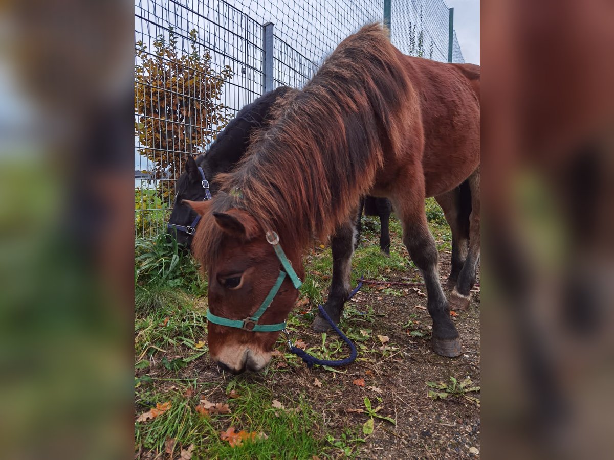 Noriker Hongre 3 Ans 147 cm in Niederzier