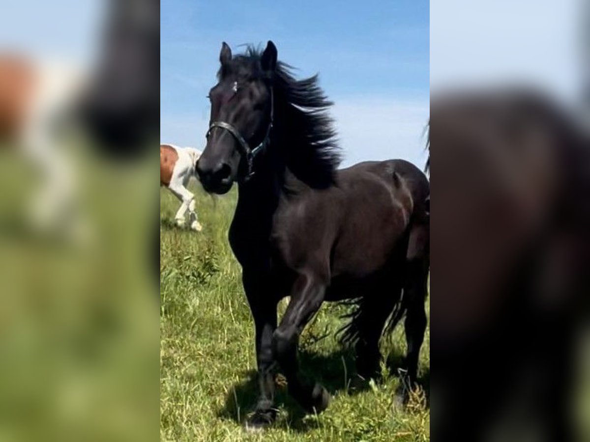 Noriker Hongre 5 Ans 175 cm Bai brun in Markt Indersdorf