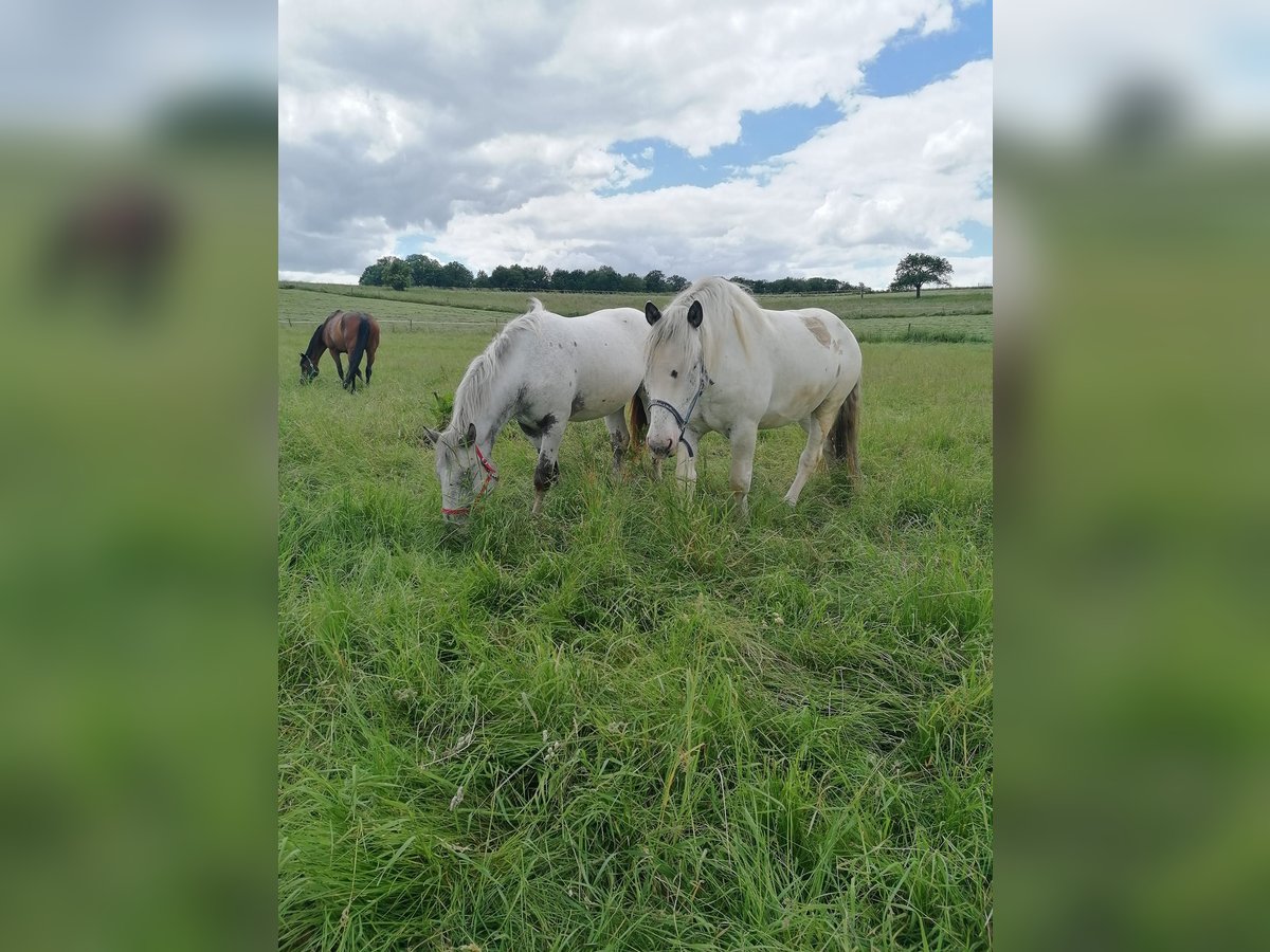 Noriker Hongre 5 Ans Gris in Schrozberg