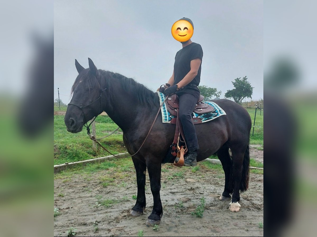 Noriker Hongre 6 Ans 164 cm Noir in Postfeld Noriker Hongre 6 Ans 164 cm Noir in Postfeld