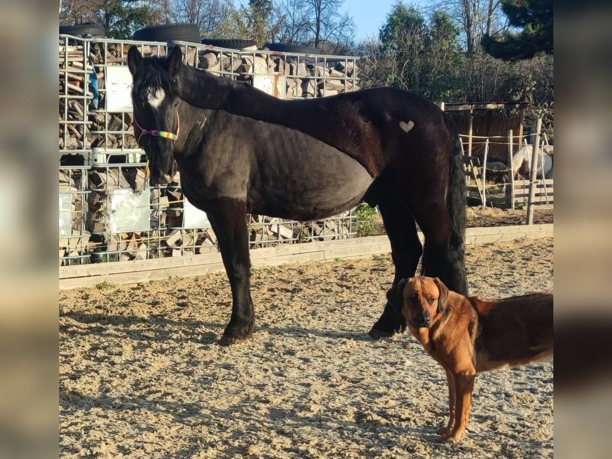 Noriker Croisé Hongre 6 Ans 165 cm Noir in Petersberg OT Sennewitz