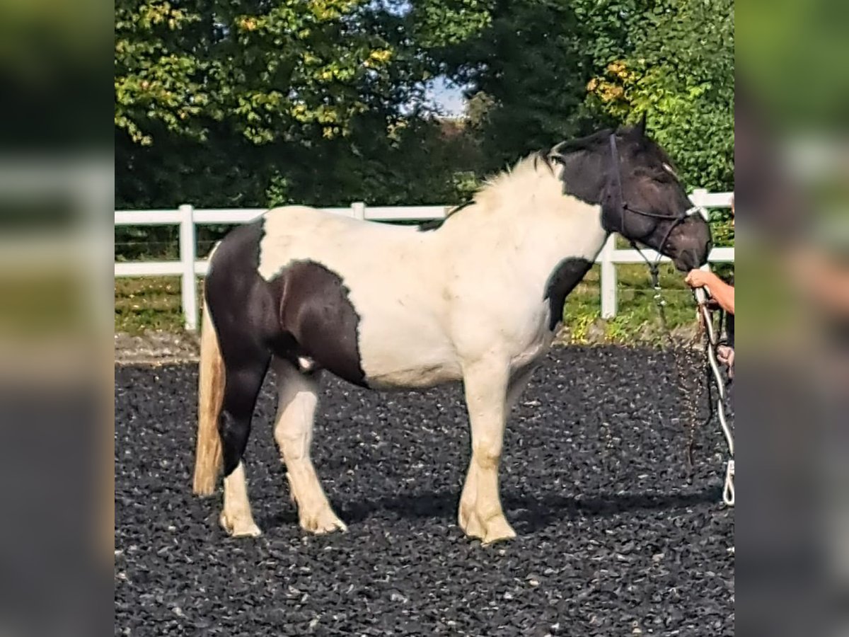Noriker Hongre 7 Ans 160 cm Pinto in Welden