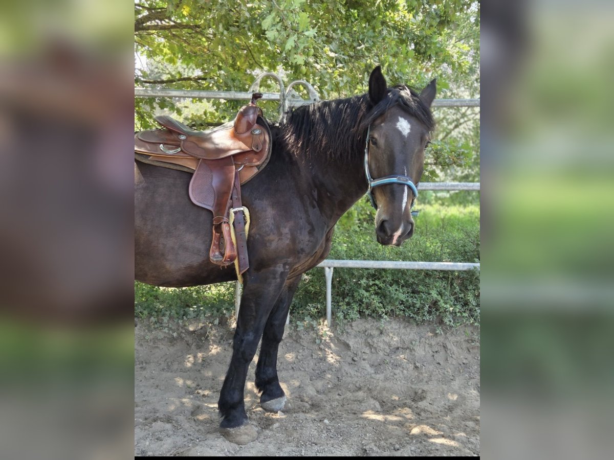Noriker Hongre 9 Ans 164 cm Noir in Gr&#xFC;nstadt
