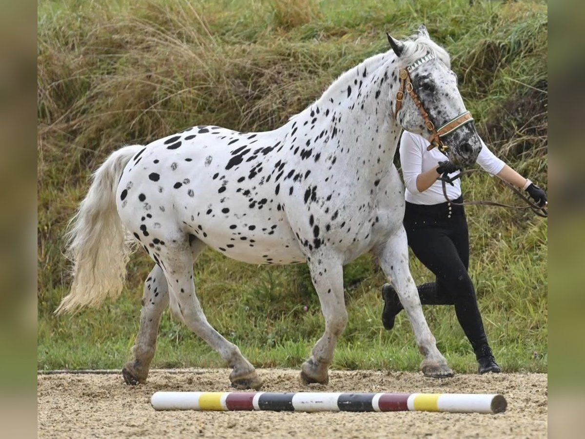 Noriker Jument 10 Ans 160 cm Léopard in Klettgau