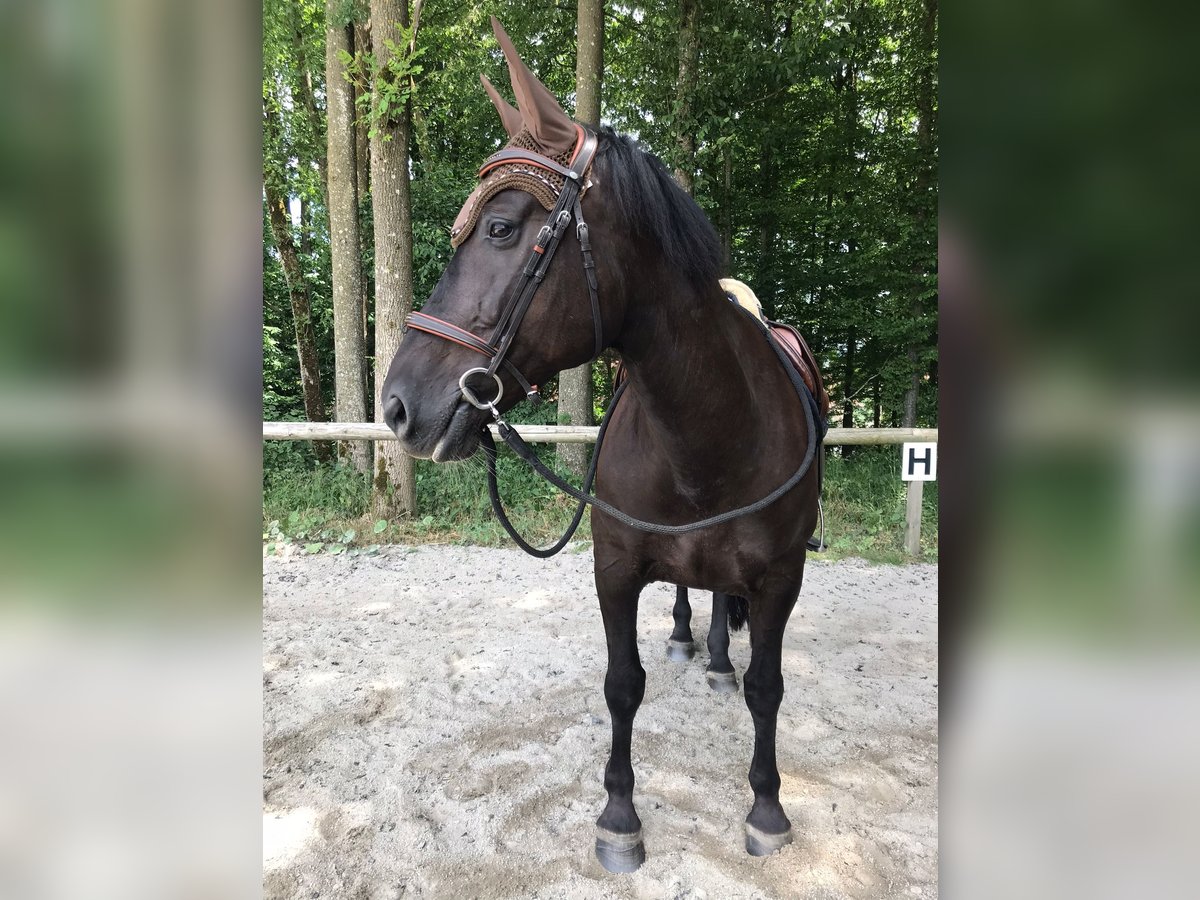 Noriker Croisé Jument 16 Ans 162 cm Noir in Arnstorf